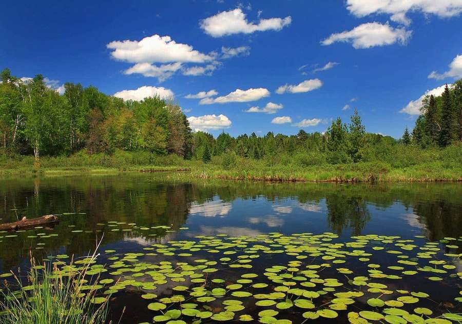 Um lago calmo com nenúfares e margens arborizadas sob um céu azul brilhante. — Imagens da lagoa Papéis de Parede