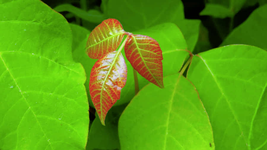Imagens Da Planta Poison Ivy
