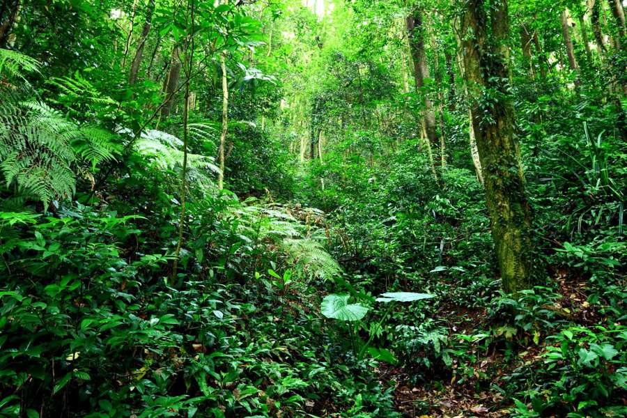 Floresta tropical densa com samambaias e árvores altas sob luz solar salpicada. — Imagens da selva Papéis de Parede