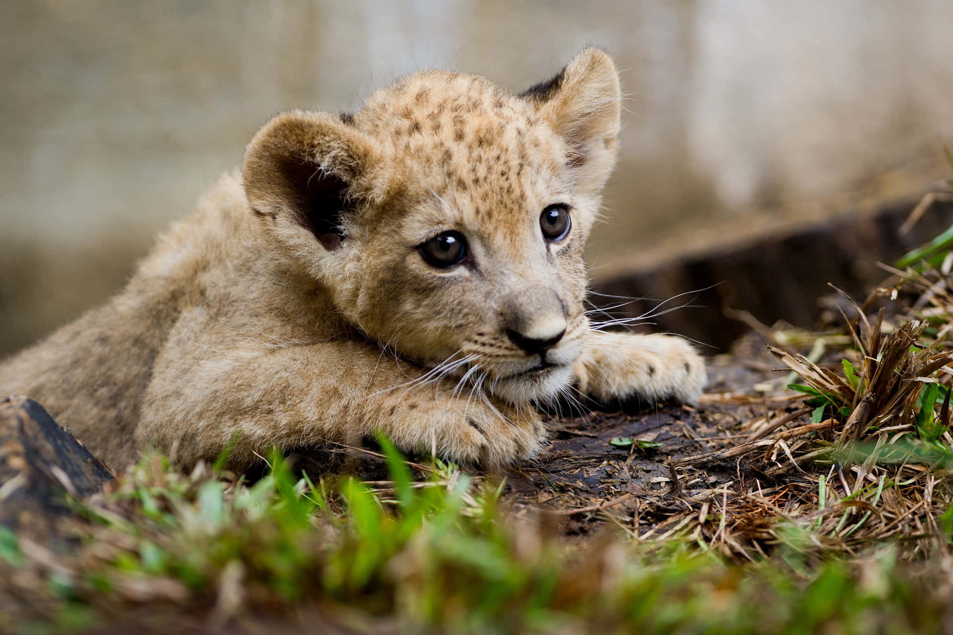 Imagens De Baby Lion
