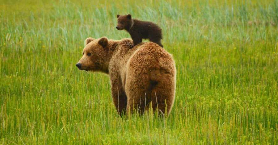 Mãe urso com filhote em pé na grama verde alta — Imagens de Brown Bears Fotos