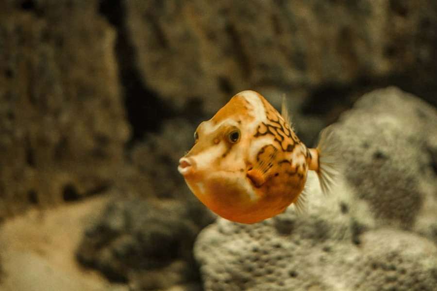 Peixe-cofre laranja manchado nadando perto de rochas texturizadas em aquário — Imagens de catfish Papéis de Parede
