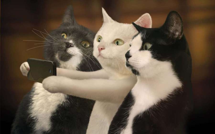 Três gatos segurando um telefone para uma selfie com olhos grandes — Imagens de cats engraçados Fotos