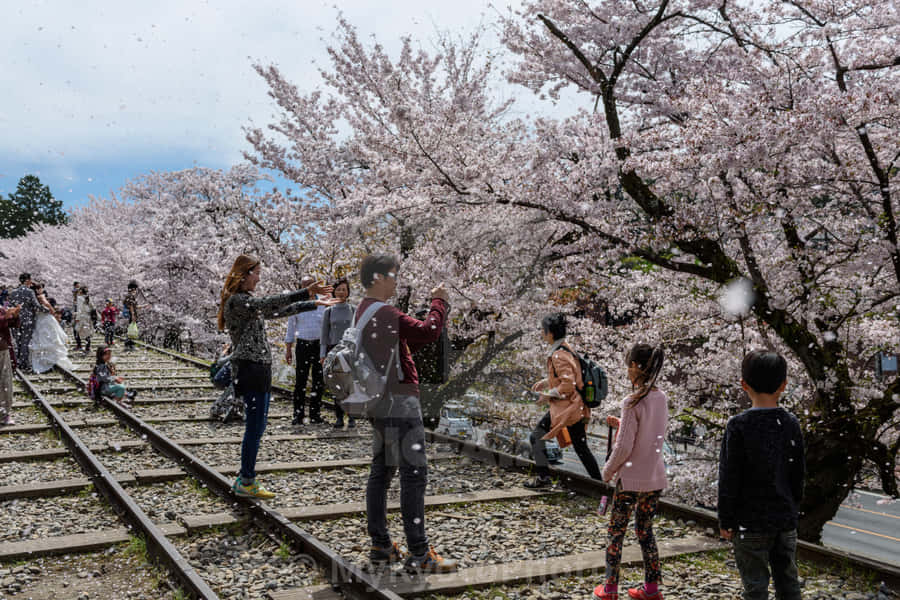 Imagens De Cherry Blossom