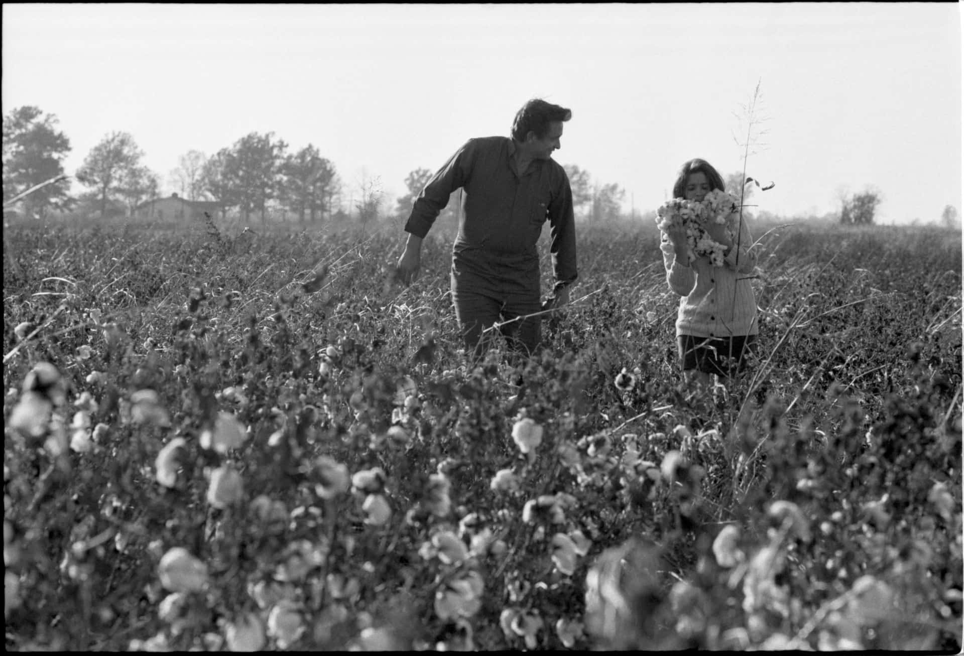 Imagens De Cotton Field