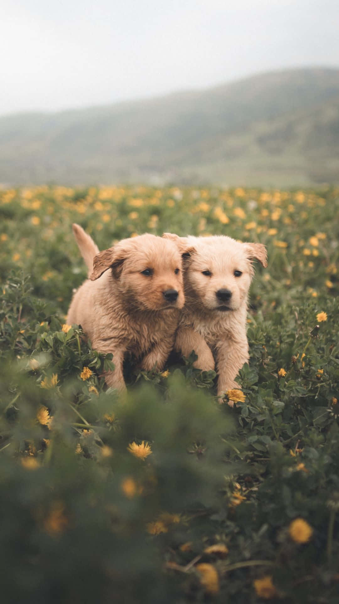 Imagens De Cute Puppies