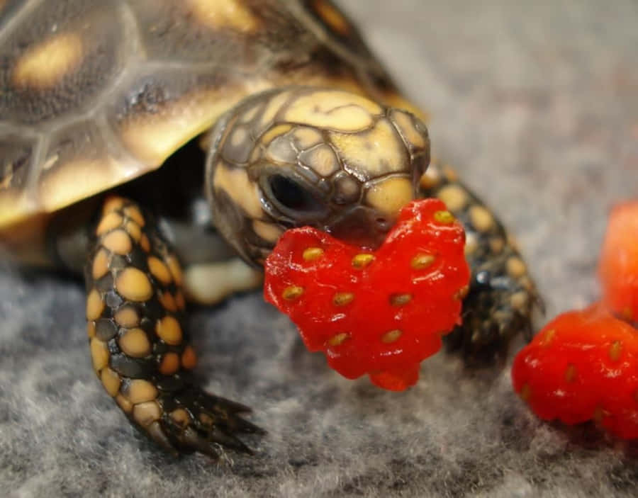 Imagens De Cute Turtle