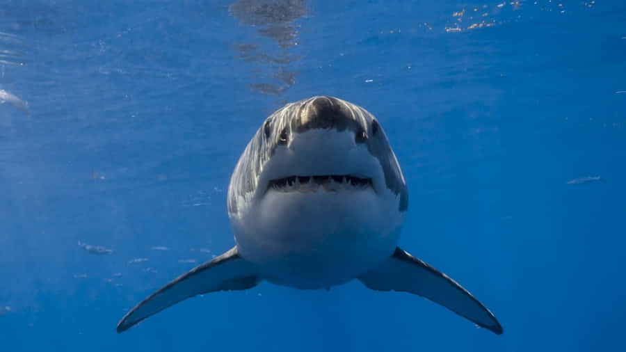 Imagens De Grandes Tubarões Brancos
