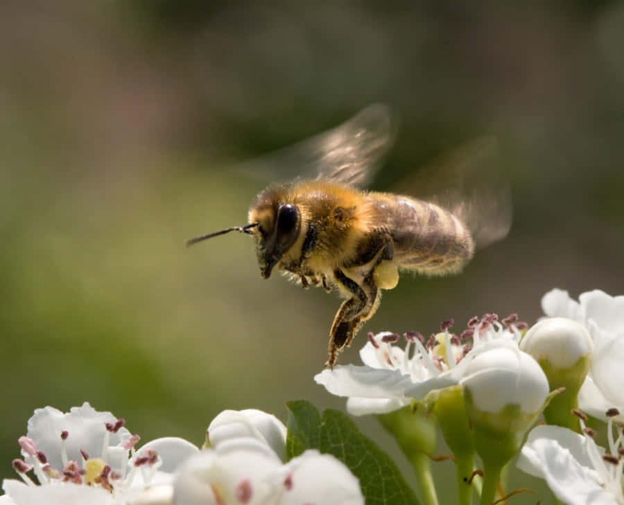 Imagens De Honey Bee