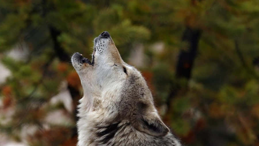 Imagens De Howling Wolf
