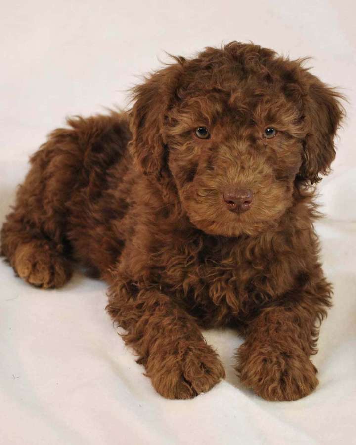 Um filhote de cachorro marrom e cacheado deitado em um fundo branco. — Imagens de Labradoodle Fotos