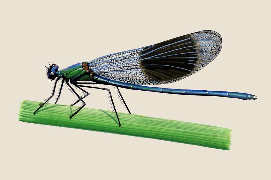 Uma libélula azul e verde empoleirada em uma lâmina de grama verde. — Imagens de libélulas Papéis de Parede