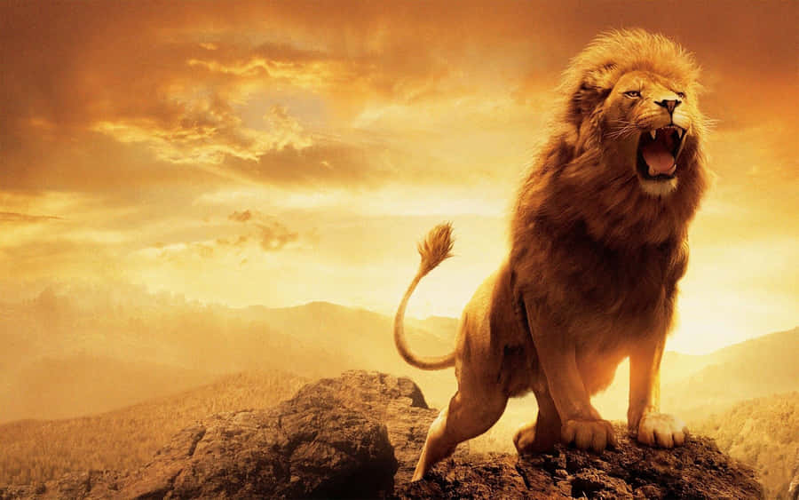 Imagens De Lion Of Judah