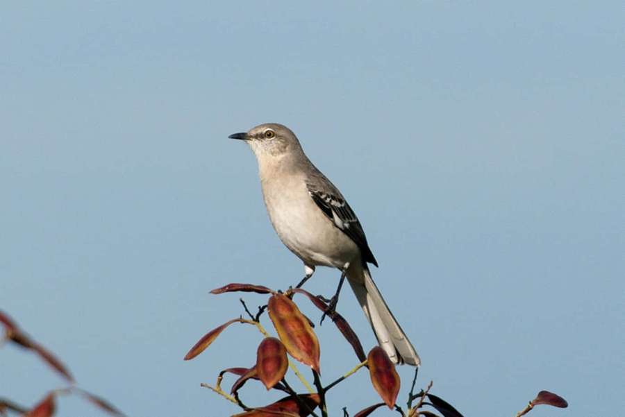 Tordo-imitador-do-norte pousado em galho com folhas vermelhas contra céu azul — Imagens de Mockingbird Fotos