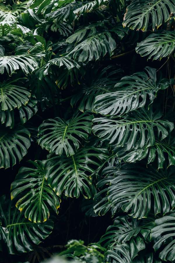 Uma parede tropical densa de folhas de monstera com superfícies verdes brilhantes e buracos naturais. — Imagens de Monstera Papéis de Parede