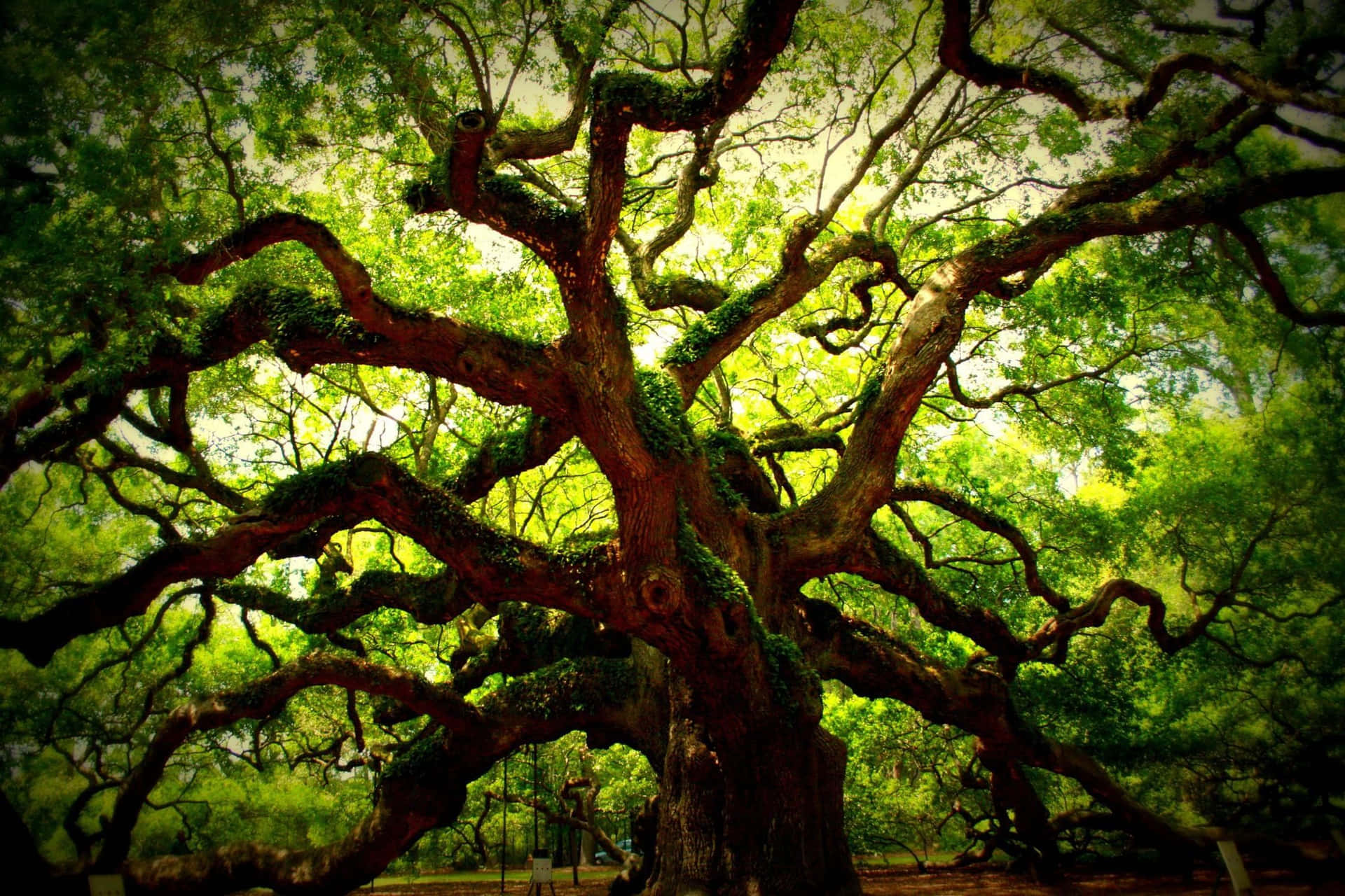 Imagens De Oak Tree