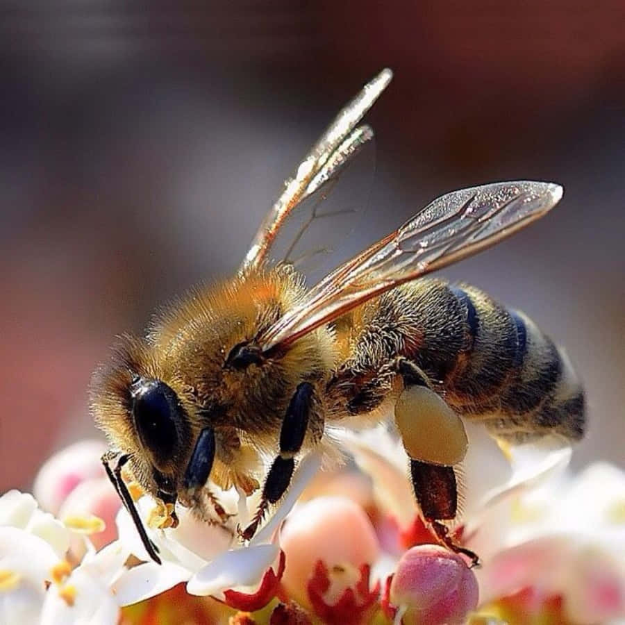 Imagens De Orquídeas