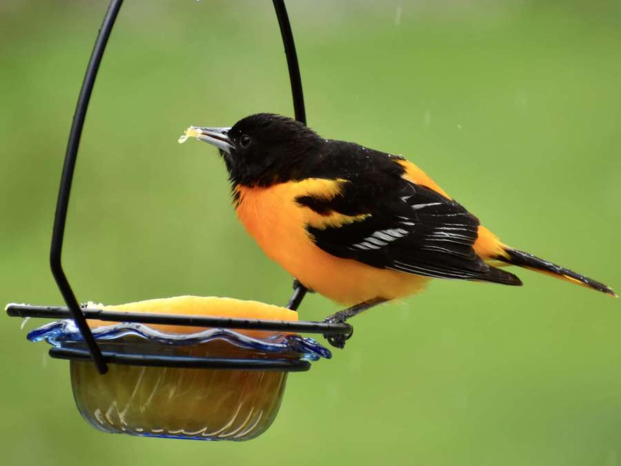 Um papa-laranja laranja brilhante e preto comendo manga de um comedouro pendurado na chuva. — Imagens de pássaros Orioles Fotos