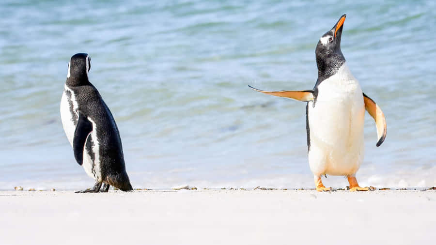 Imagens De Penguins