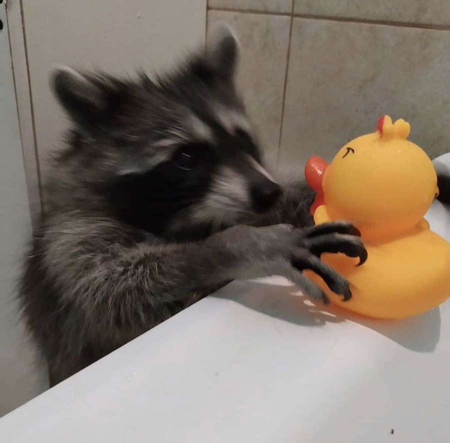 Um guaxinim segurando um patinho de borracha amarelo em um banheiro. — Imagens de racoon Fotos