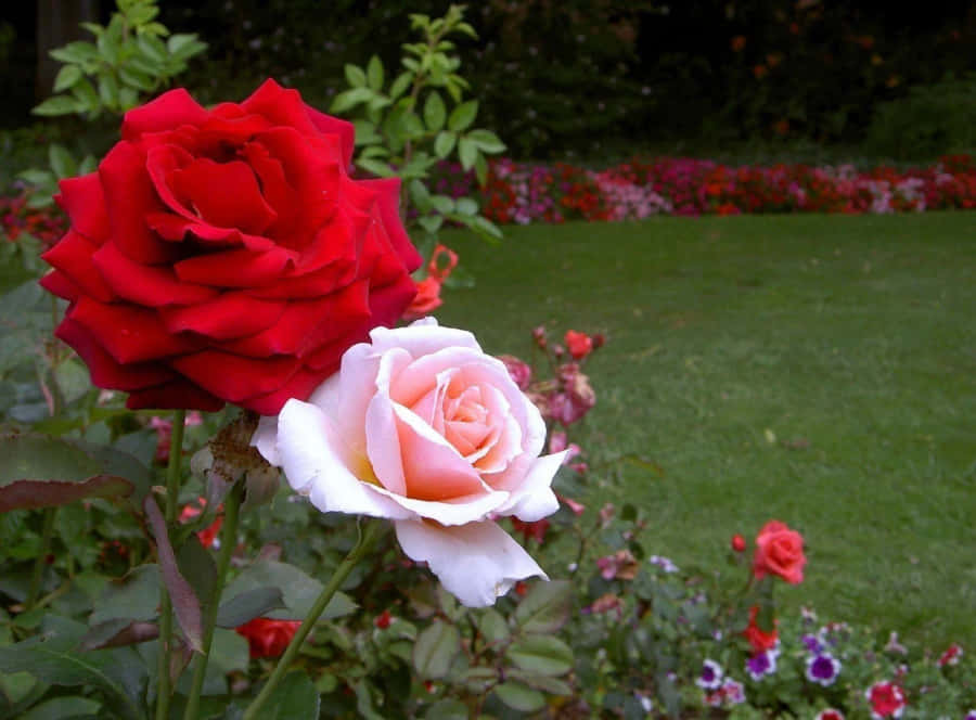 Imagens De Rosas Vermelhas E Brancas