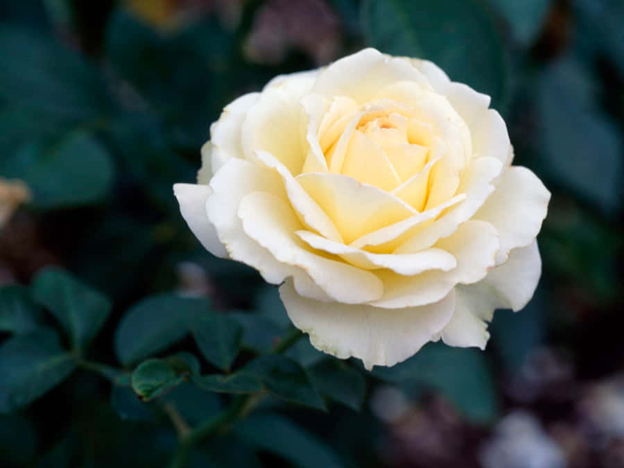 Imagens De White Rose