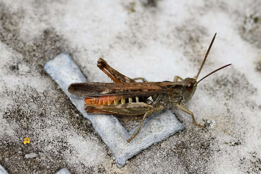 Um gafanhoto marrom com marcas alaranjadas sobre uma superfície de pedra cinza. — Imagens do Grasshopper Papéis de Parede