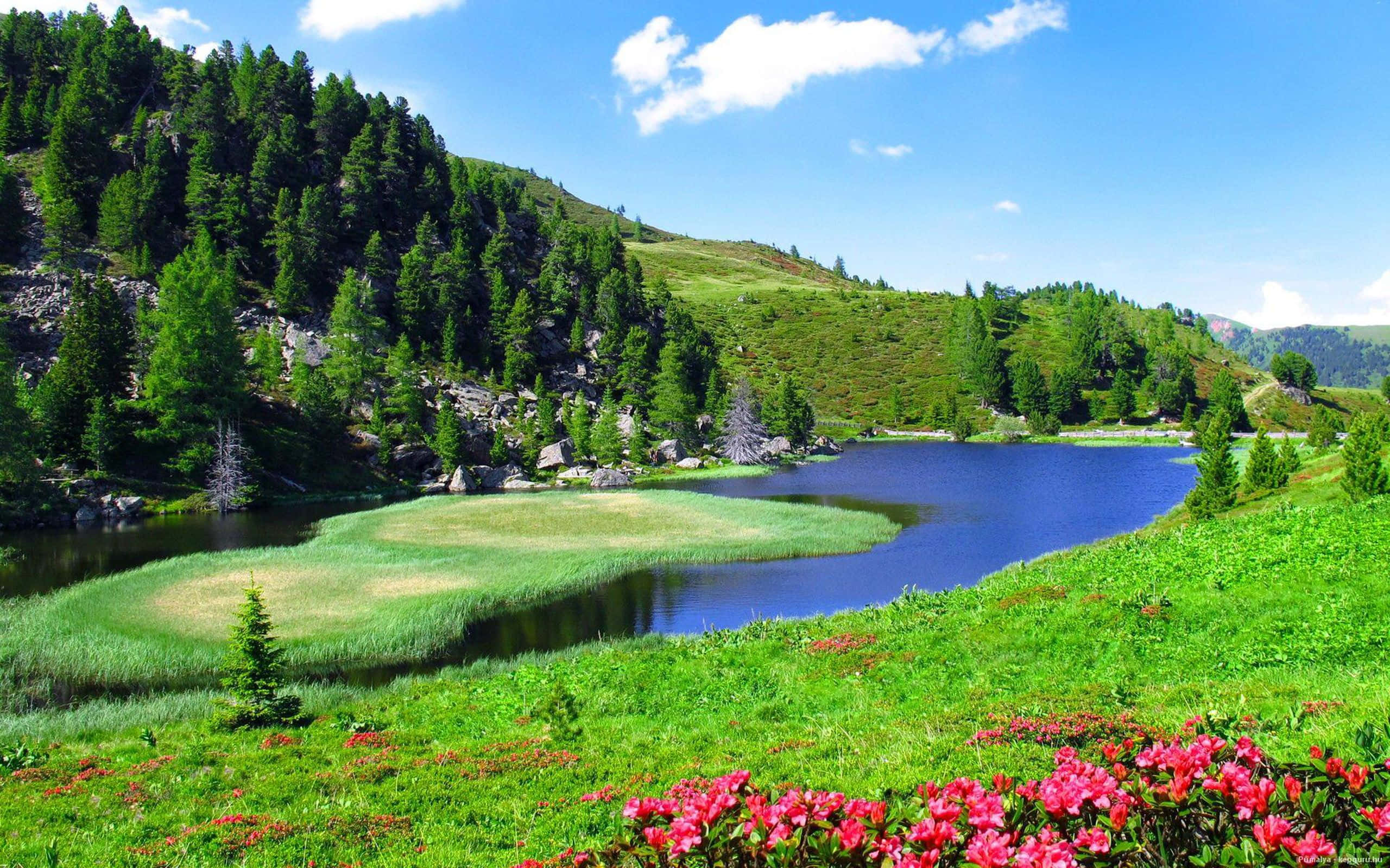 Um lago alpino sereno rodeado por colinas verdes e flores cor-de-rosa a desabrochar sob um céu azul claro. — Imagens do rio Papéis de Parede
