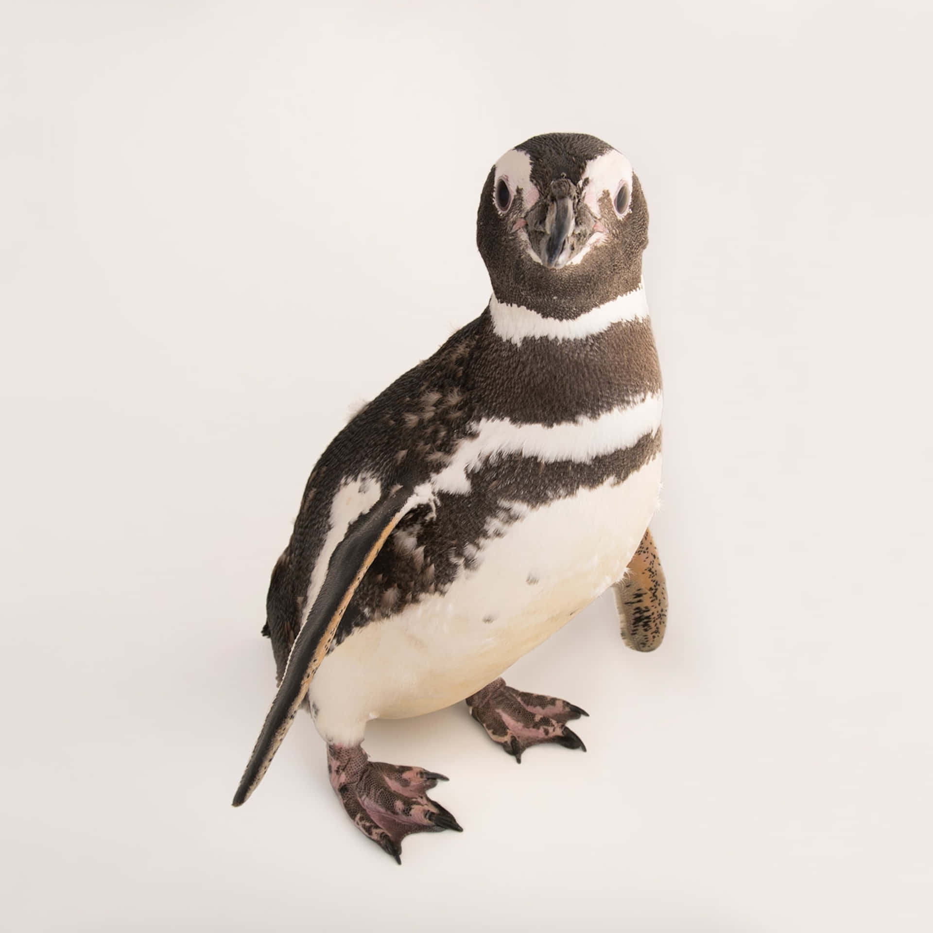Imagens Engraçadas De Pinguins