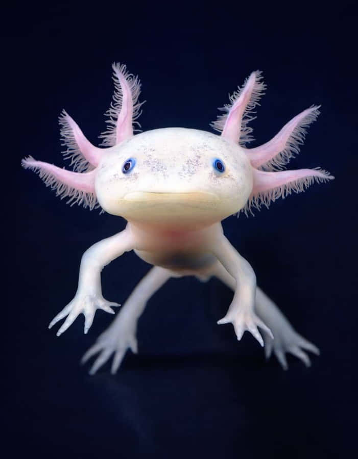 Imagens Fofas De Axolotl