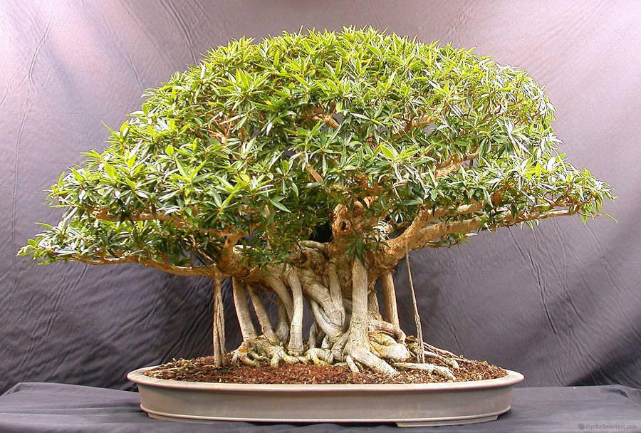 Immagini Dei Bonsai