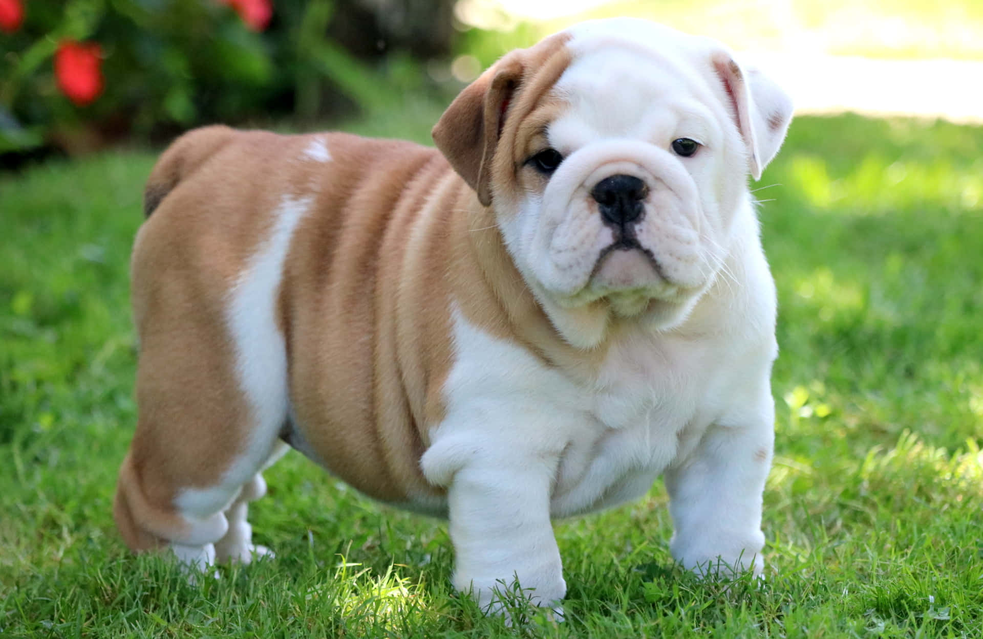 Immagini Del Bulldog