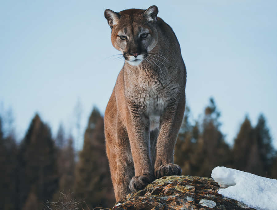 Immagini Del Leone Di Montagna