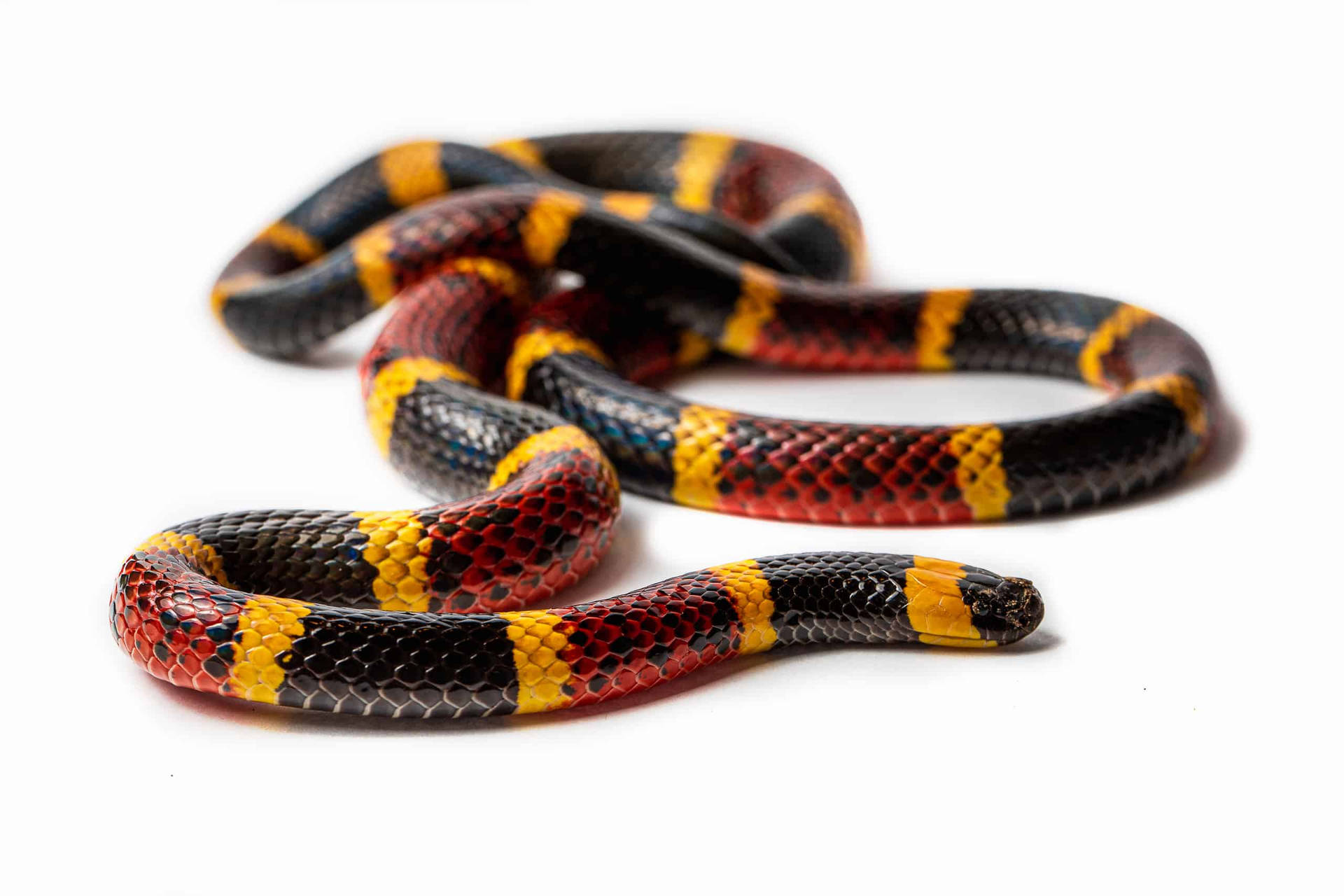 Immagini Del Serpente Corallo