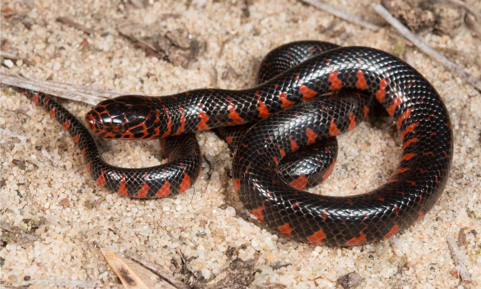 Immagini Del Serpente Di Fango