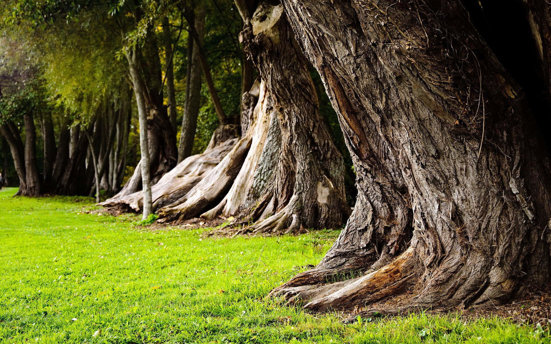 Immagini Del Tronco D'albero