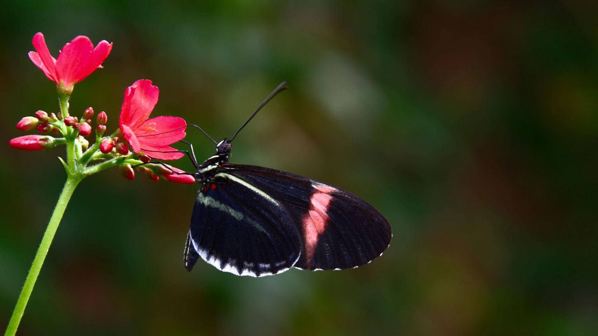 Immagini Della Farfalla Nera