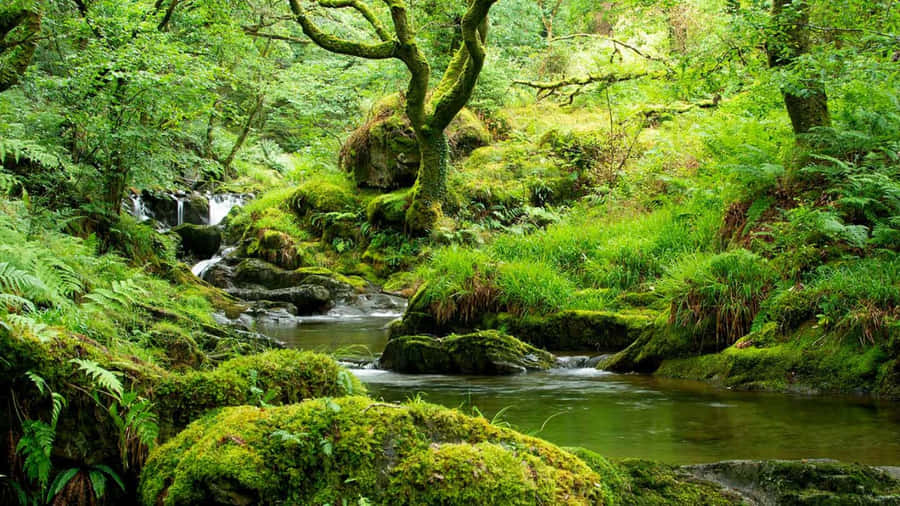 Immagini Della Foresta Pluviale