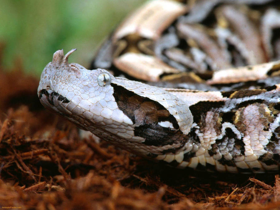 Immagini Della Vipera Del Gabon