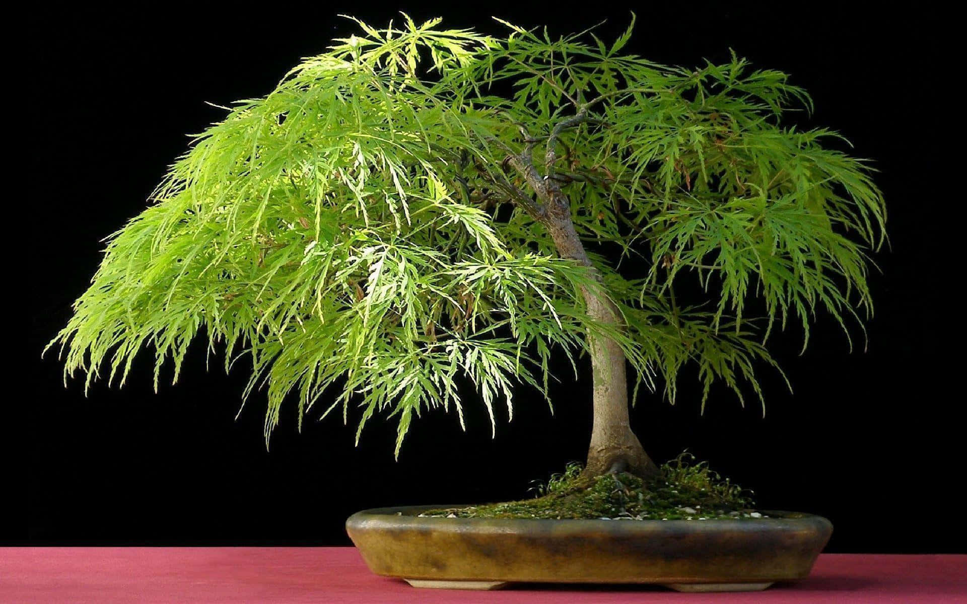 Immagini Dell'albero Dei Bonsai