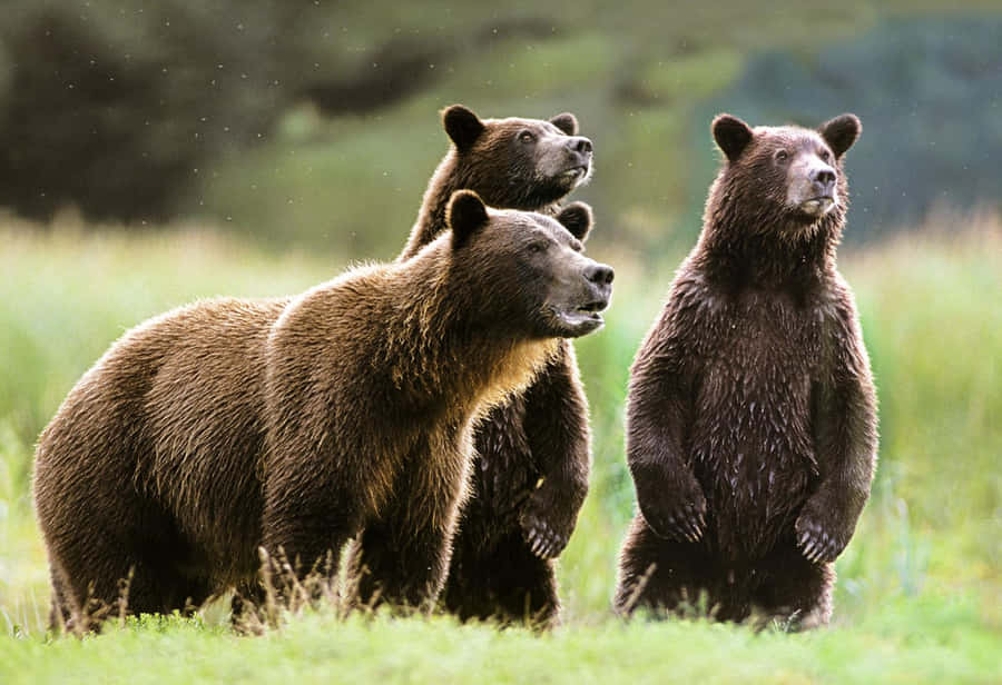 Immagini Dell'orso Grizzly