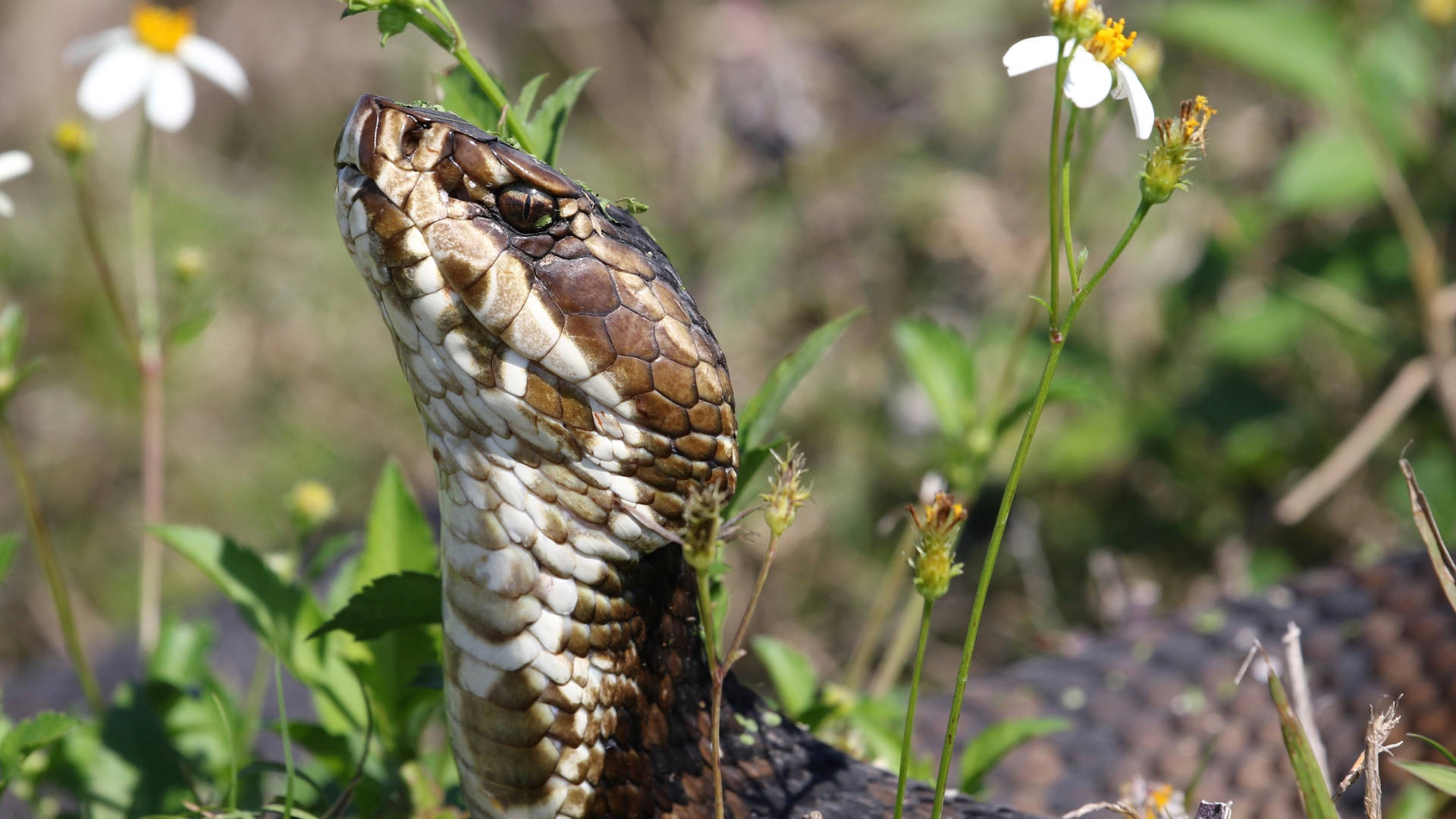 Immagini Di Cottonmouth