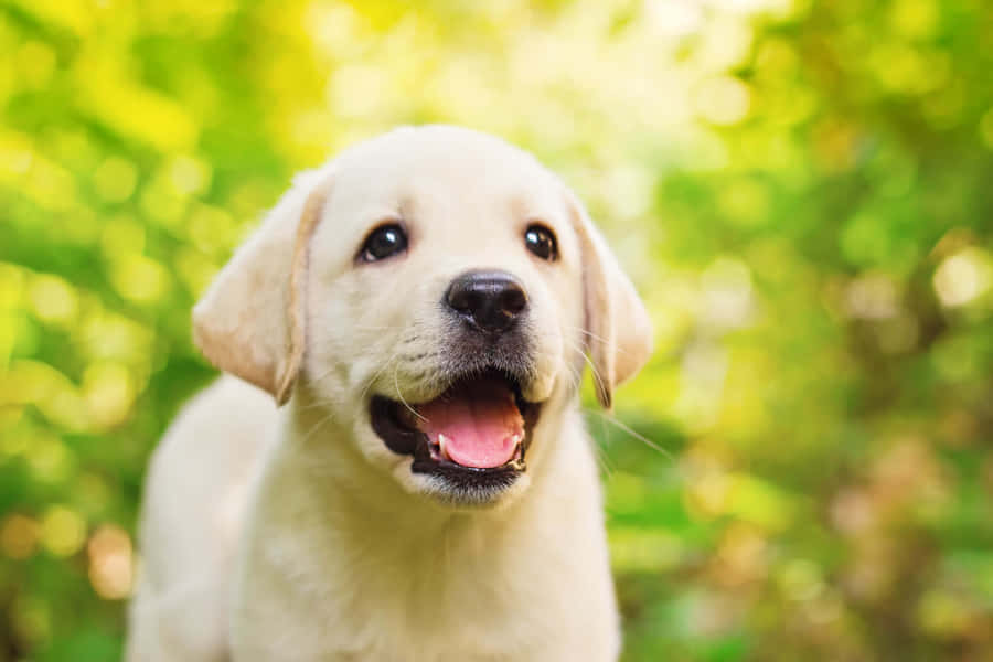 Immagini Di Cuccioli Di Cane