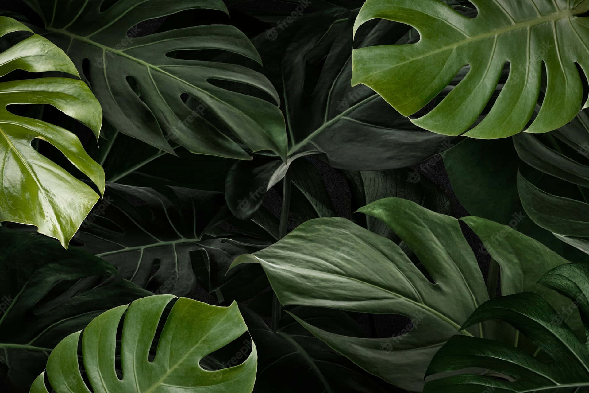 Immagini Di Foglie Di Monstera