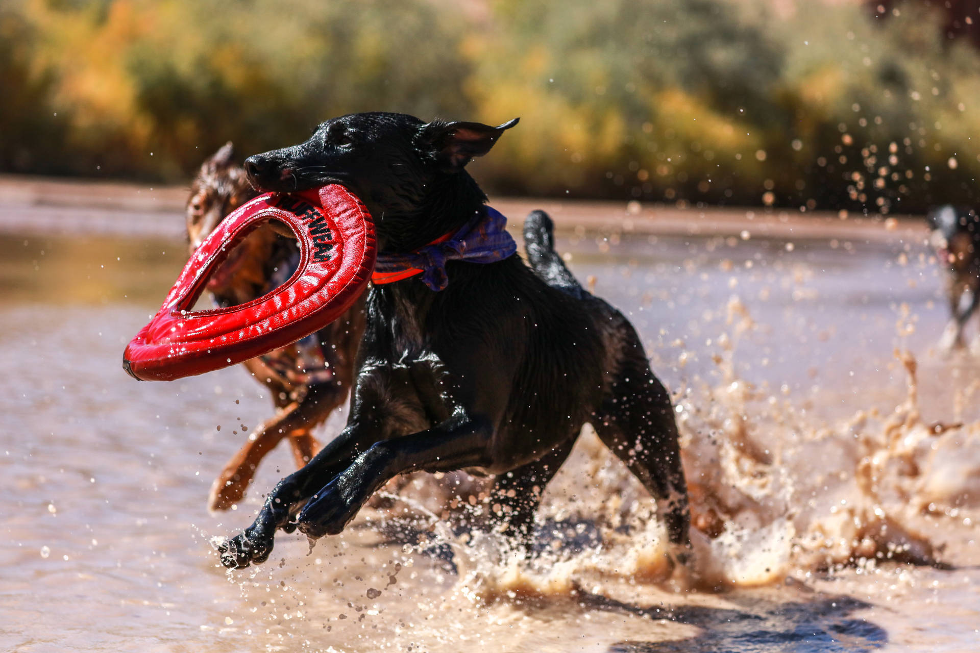 Immagini Di Frisbee