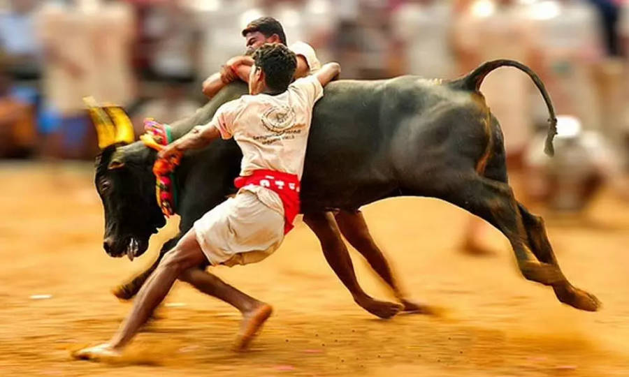 Immagini Di Jallikattu