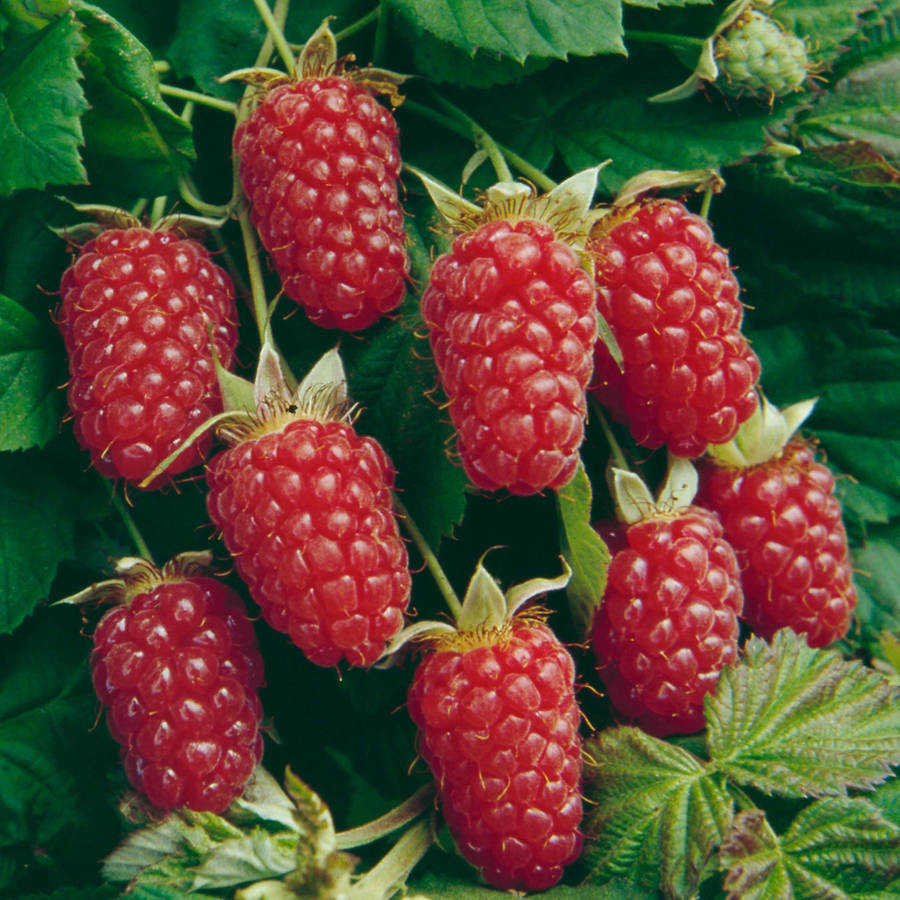 Immagini Di Loganberry