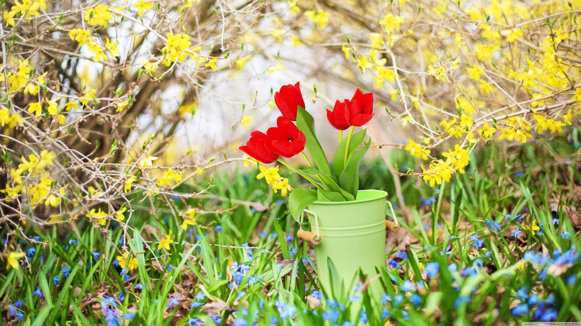 Immagini Di Primavera 4k