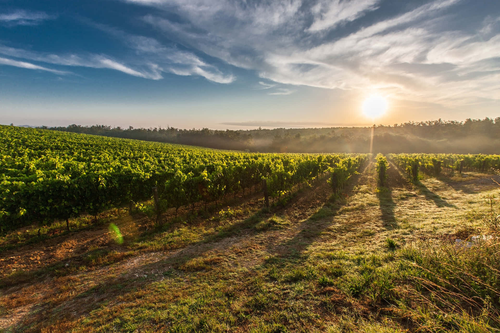 Immagini Di Vigneti