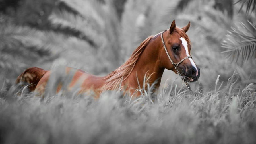 Immagini Hd Del Cavallo